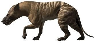 hyaenodon.jpg